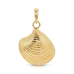 A Golden Coast Shell on a white background. 