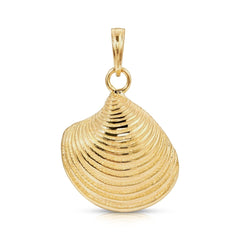 A Golden Coast Shell on a white background. 