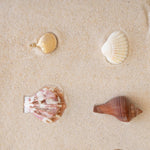 A Golden Coast Shell with three different shells against a sand background. 