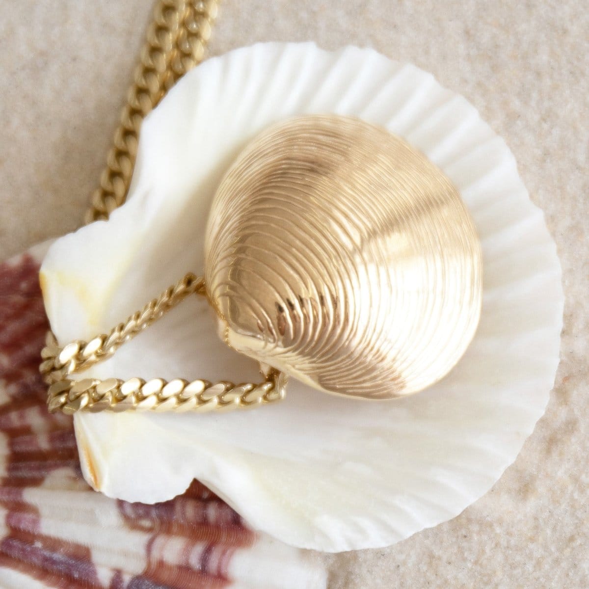 A Chic Cuban Curb Chain and The Golden Venus Shell  on top of a shell and a blurred background. 